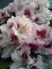 Рододендрон градински (Rhododendron)