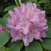 Рододендрон (Rhododendron)