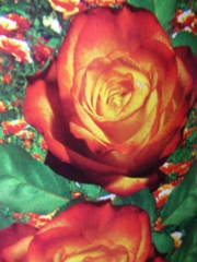 Роза жълто-червена нискостеблена (Rose)