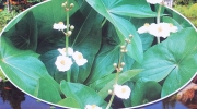 Сагитария латифолия (Sagittaria Latifolia)
