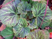Саксифрага Каменоломка Обичник (Saxifraga stolonifera Strawberry Begonia)