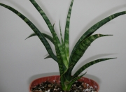 Сансевиера (SANSEVIERIA JAPONESA, Sanseviera)