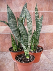 Сансевиера (Sansevieria , Sanseviera)