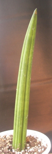 Сансевиера (Sansevieria erythraeae, Sanseviera erythraeae)