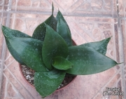 Сансевиера (Sansevieria Sanseviera)