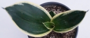 Сансевиера трифасциата (Sansevieria trifasciata Black Futura, Sanseviera)