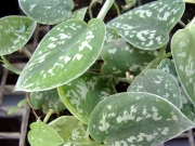 Сциндапсус (Scindapsus)