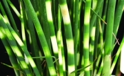 Сцирпус (Scirpus tabernaemontani Zebrinus)