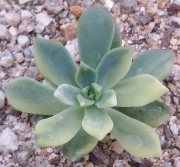Седеверия Маркус вариегата (Sedeveria Markus variegata, 마커스금)