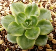 Седеверия (Sedeveria Letizia variegata, 蒂亚백錦)