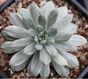 Седеверия вариегата (Sedeveria Marks variegata)