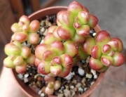Седум луцидум (Sedum lucidum Obesum)