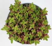 Седум (Sedum)