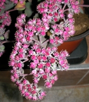Седум (Sedum Amber)