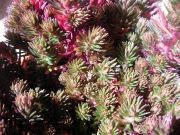 Седум (Sedum Chocolate Ball, Sedum polytrichoides)
