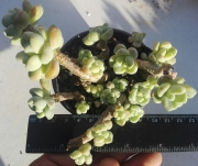 Седум (Sedum clavatum)