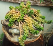 Седум (Sedum hernandezii)