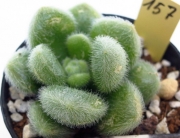 Седум (Sedum hintonii)