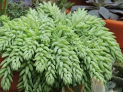 Седум (Sedum morganianum)