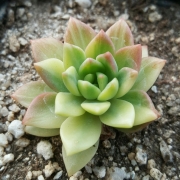 Седум (Sedum nussbaumerianum variegata)