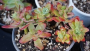 Седум (Sedum palmeri)