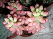 Седум (Sedum rubrotinctum cv Aurora variegata)