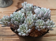 Граптопеталум (Graptopetalum pachyphyllum sp. Blue Beans)