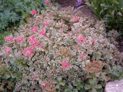 Седум (Sedum spurium Variegata)