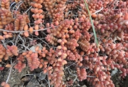 Седум стахлии (Sedum stahlii)