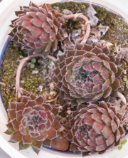 Семпервивум арахноидеум (Sempervivum arachoideum)