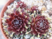 Семпервивум арахноидеум сорт Елвис (Sempervivum X arachoideum cv. Elvis)