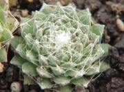 Семпервивум, Дебелец, Бабин квас, Алпийска роза, малка (Sempervivum arachnoideum tomentosum)