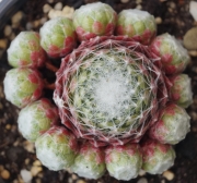 Семпервивум, Дебелец, Бабин квас, Алпийска роза (Sempervivum arachnoideum tomentosum)