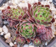 Семпервивум Жовибарба (Sempervivum Jovibarba hirta)
