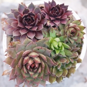 Семпервивум микс (Sempervivum mix)