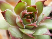 Семпервивум (Sempervivum)