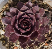 Семпервивум (Sempervivum)