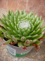 Семпервивум (Sempervivum)