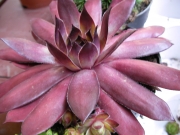 Семпервивум (Sempervivum)