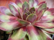 Семпервивум (Sempervivum)