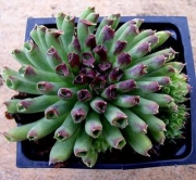 Семпервивум (Sempervivum cv. Oddity)