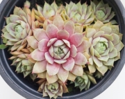 Семпервивум (Sempervivum)