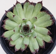 Семпервивум (Sempervivum calcareum)
