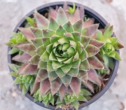 Семпервивум (Sempervivum)