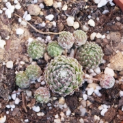 Семпервивум (Sempervivum)