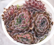 Семпервивум (Sempervivum arachnoideum)