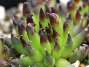 Семпервивум (Sempervivum Griggs Surprise)