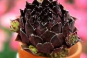 Семпервивум (Sempervivum S536 Nachtmelodie)