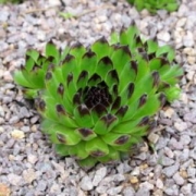 Семпервивум (Sempervivum reinhard)