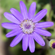Сенецио (Senecio stellata)